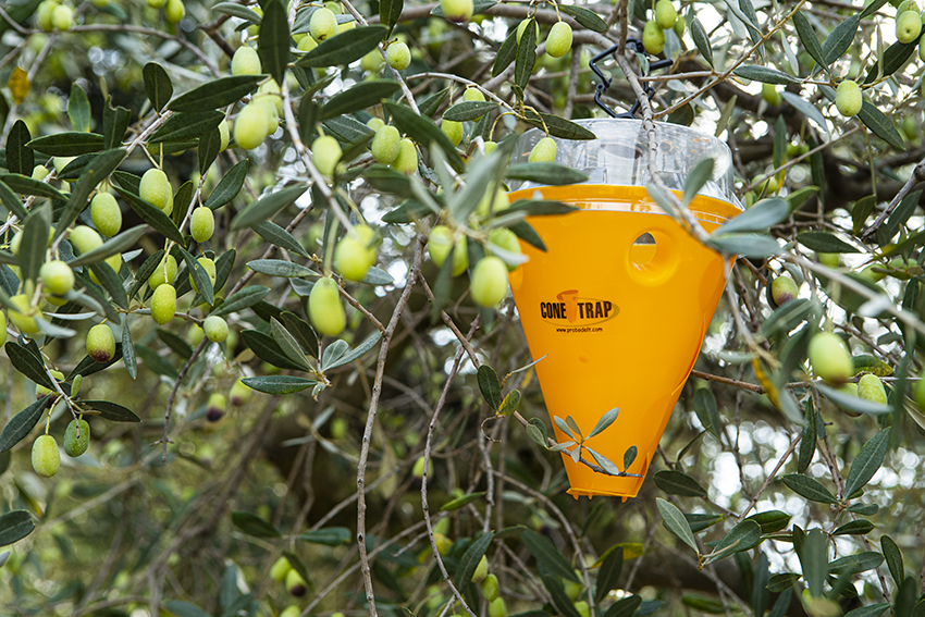 Sistema de control per a la mosca de l'oliva