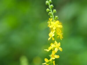 Jardinage domestique