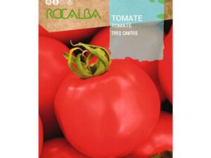 Tomate trois coins de Rocalba