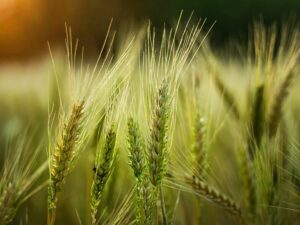 Agriculture