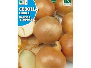 Graines d'oignon Rocalba (primaire)