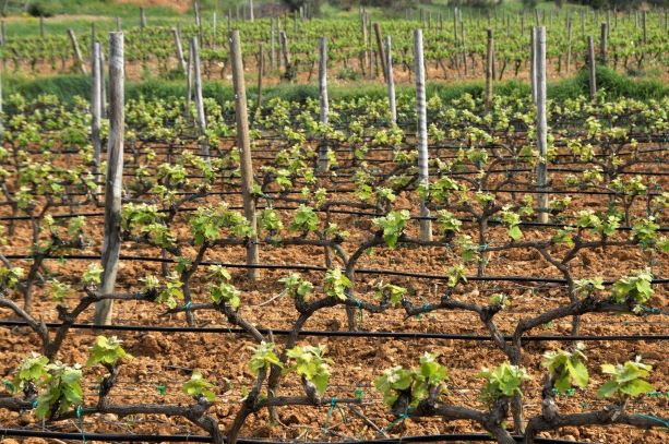 Agricultura