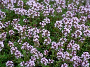 Aromatique
