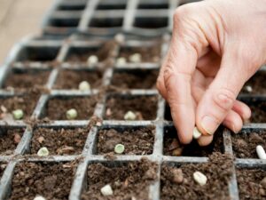 Horticoles