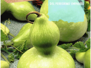 Citrouille "del peregrino" de Rocalba
