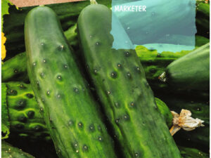 Concombre Marketer Rocalba