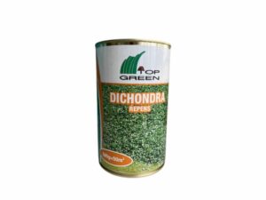 Herbe Dichondra