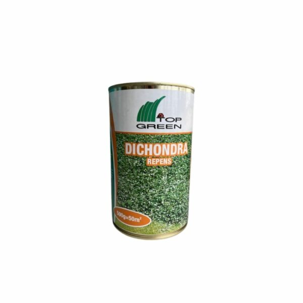 Herbe Dichondra