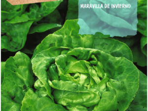 Laitue merveille d'hiver