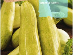 Courgette bianca di triste