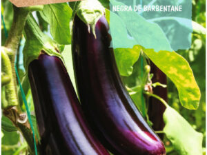 Aubergine noire Barbentane