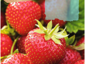 Fraises Rocalba saiga