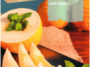 Melon jaune Canari Rocalba saiga