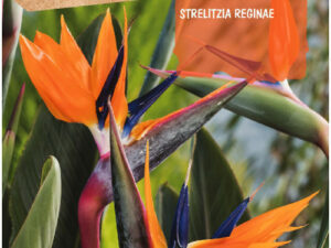 Strelitzia Estrelícia Strelitzia Reginae