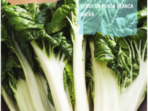 Larges blettes blanches pendantes