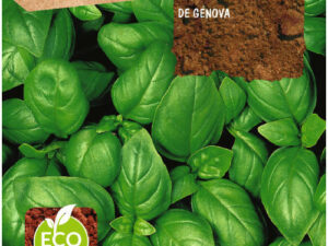 A propos du basilic ECO de Gênes