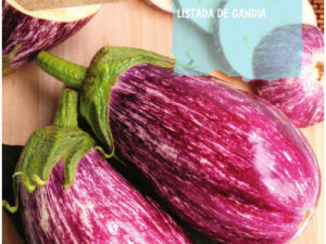 Aubergine répertoriée de Gandia