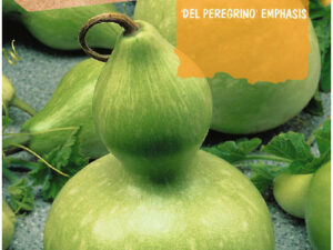 Citrouille, l'accent est mis sur le peregrino
