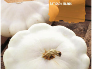 Potiron patisson blanc