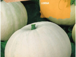 citrouille lumineuse