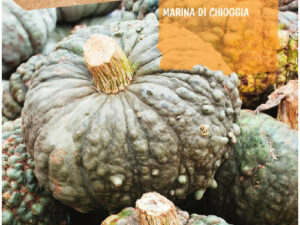 Courge de mer Chioggia