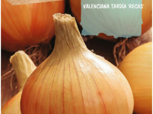 Sobre ceba valenciana tardana recas