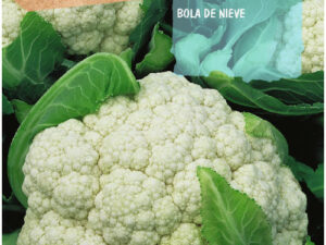 Sur boule de neige en chou-fleur
