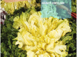 Sobre escarola gegant hortelana xicòria