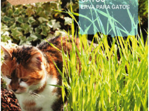 Herbe pour chats