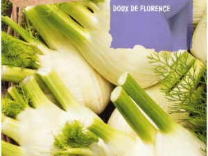 Fenouil doux florentin