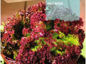 Enveloppe laitue alface lollo rossa