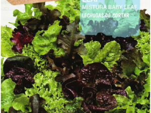 Mélange de laitue frisée