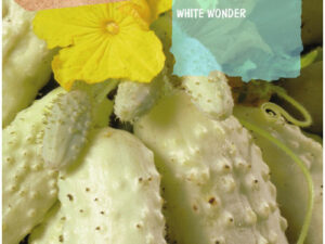 Sobre cogombre white wonder