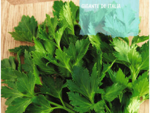 Sobre julivert gegant d'Itàlia