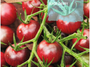 Sobre tomàquet black cherry