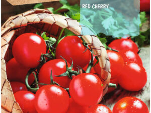 Sobre tomata red cherry
