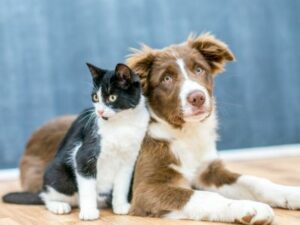 animaux domestiques