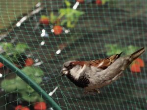 Maille anti-oiseaux
