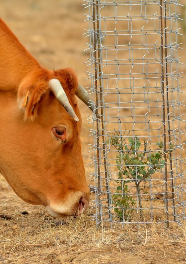 Protecteur des plantes contre les animaux et les rongeurs
