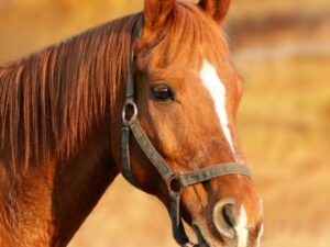 Chevaux