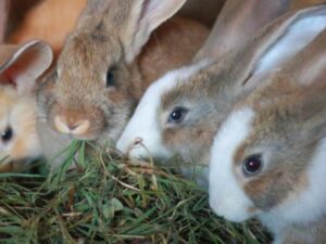 Lapins