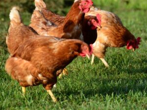 Poulets