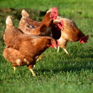 Curs gallines ponedores