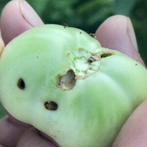 Tuta absoluta