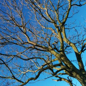 Aturada hivernal dels arbres fruiters